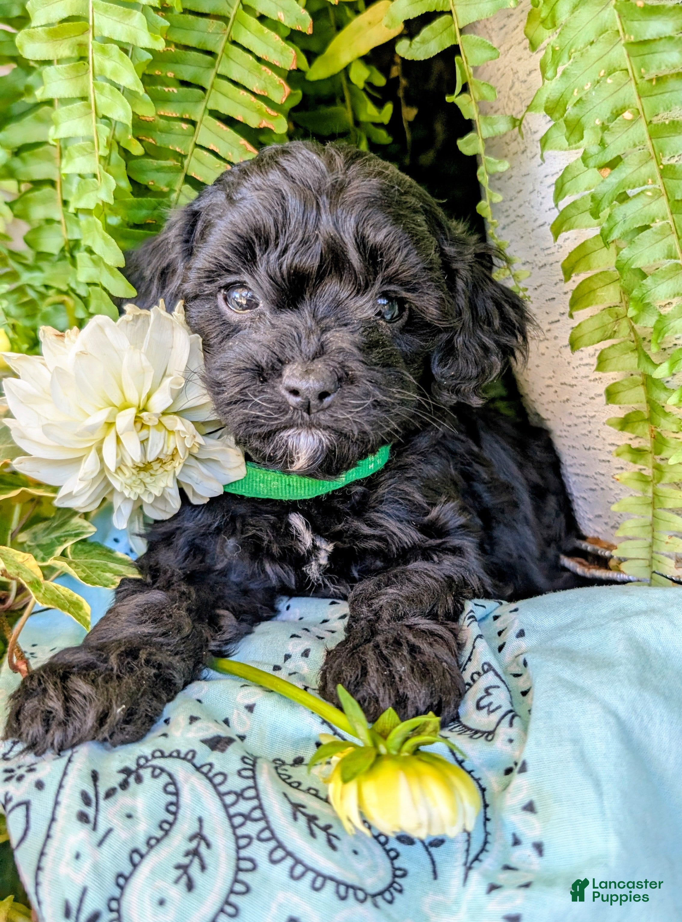Cavapoo dogs for sale: Rocky  - Ad 2