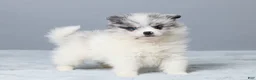 Pomeranian dogs for sale: Theo - Ad 4