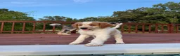 Aussiedoodle dogs for sale: Kobe - Ad 3