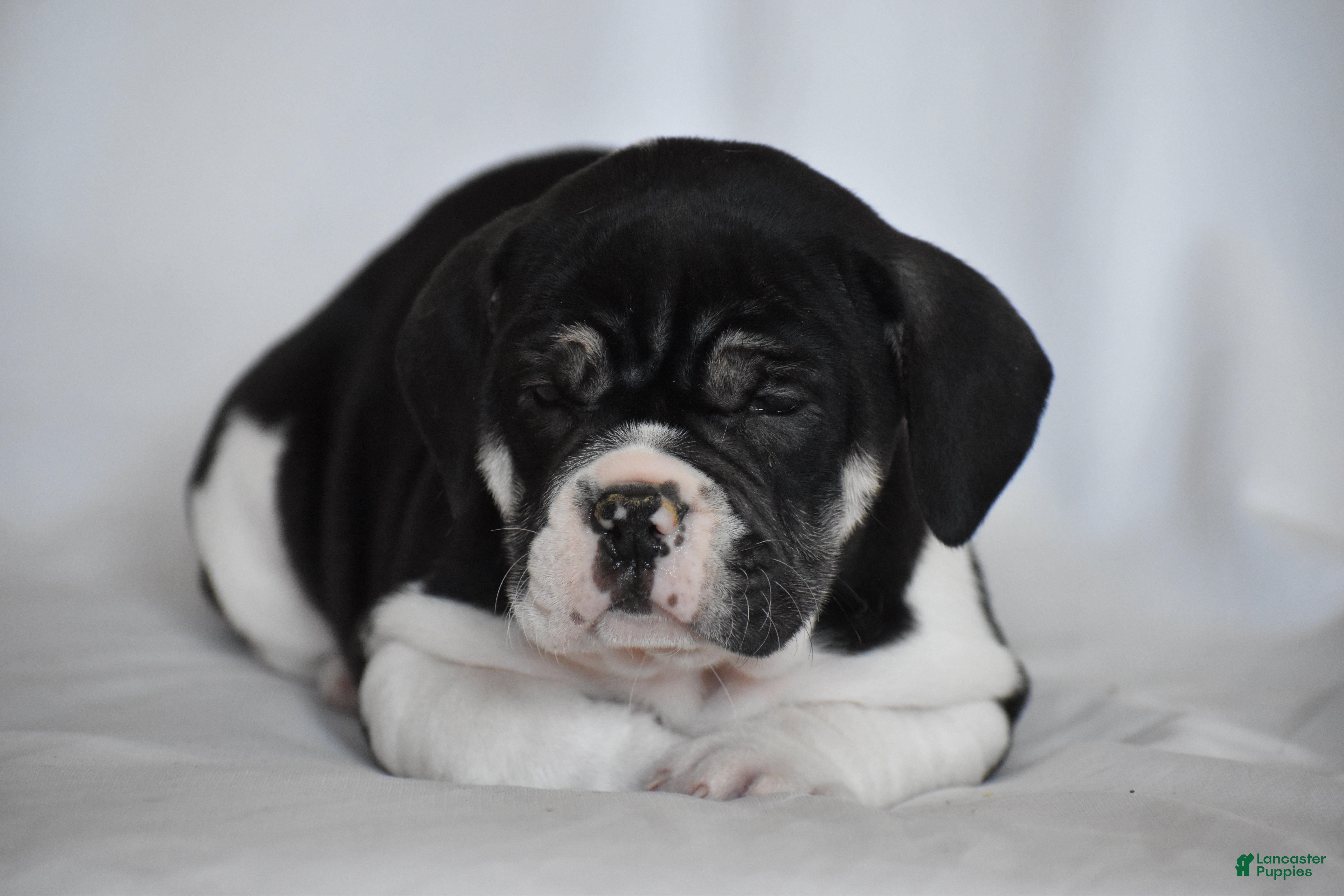 Beabull dogs Jasemine - Ad 2