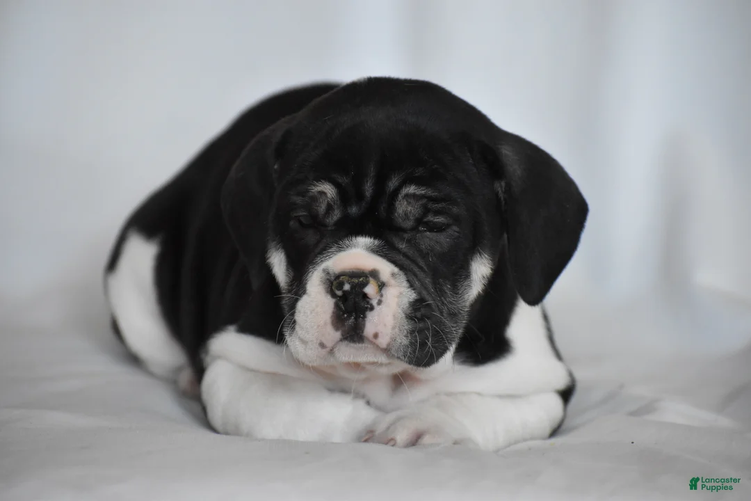 Beabull dogs for sale: Jasemine - Ad 2