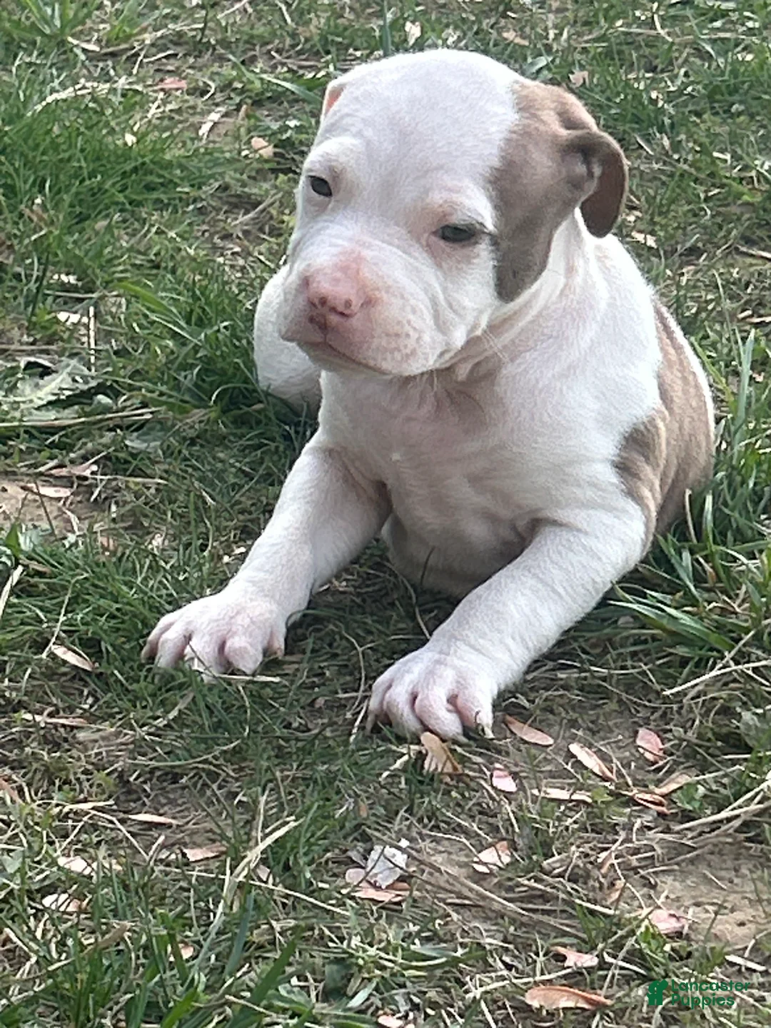 American Bully dogs for sale: American Bully Puppy 1 - Ad 2