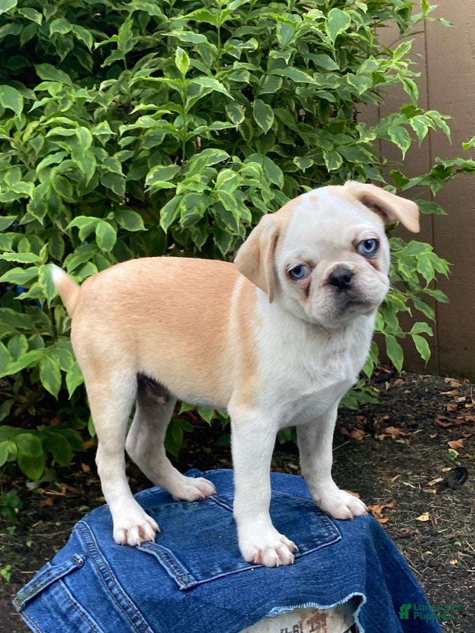 Pug dogs Rascal - Ad 2