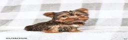 Yorkshire Terrier dogs for sale: Joey - Ad 2