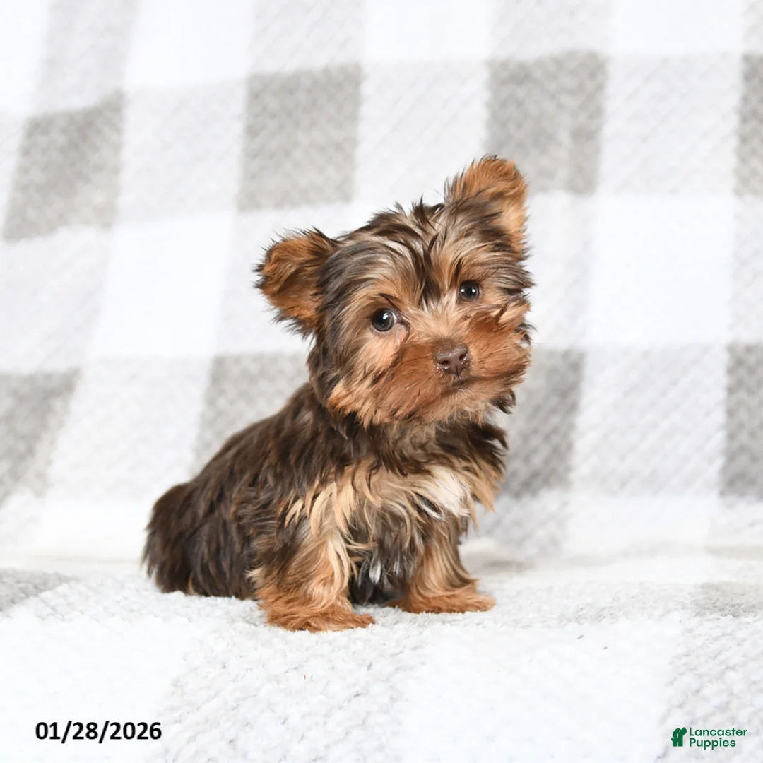 Yorkshire Terrier dogs for sale: Joey - Ad 2