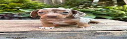 Dachshund dogs for sale: Finn - Ad 2