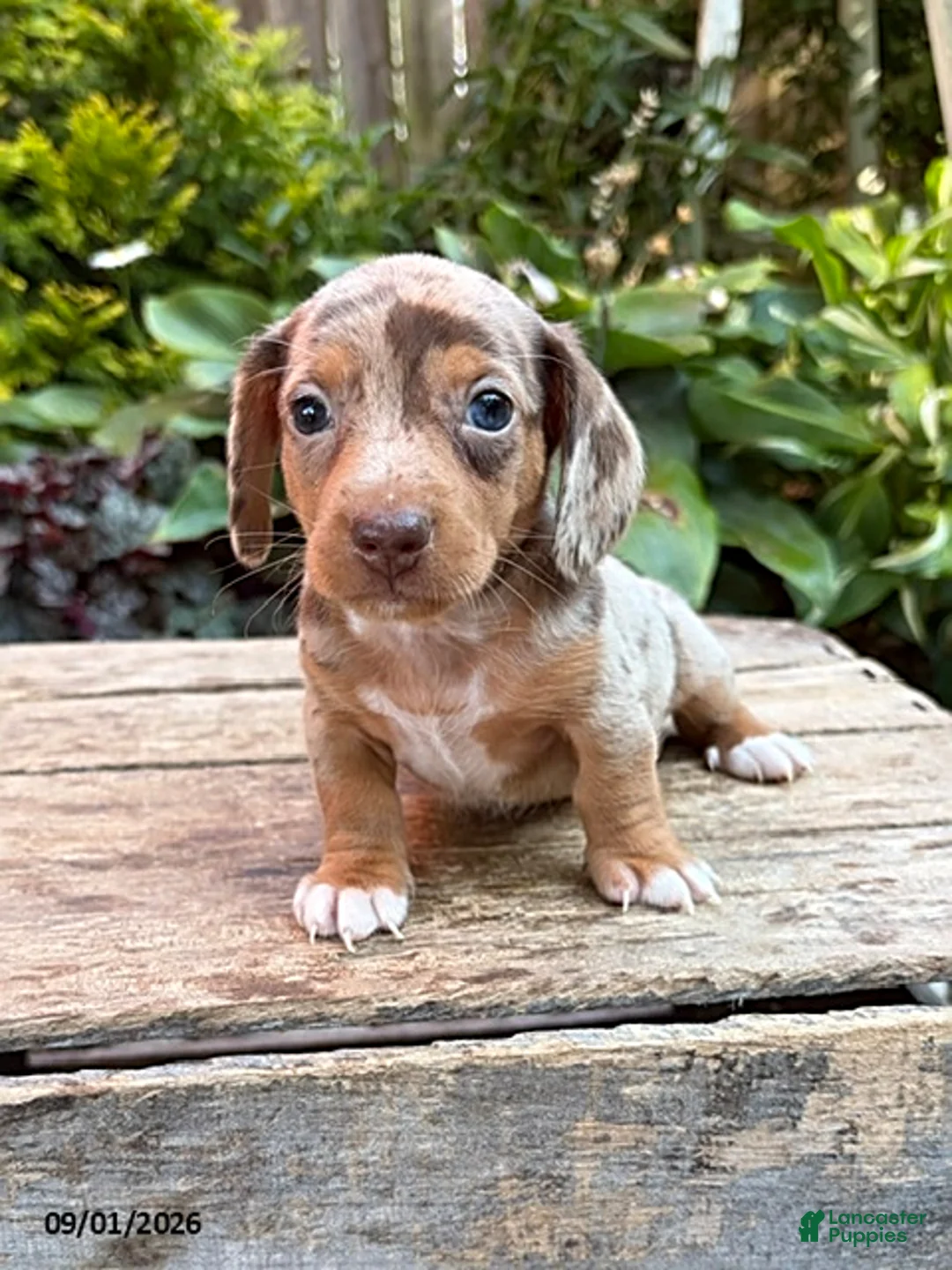 Dachshund dogs for sale: Finn - Ad 2