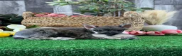 Miniature Schnauzer dogs for sale: Molly - Ad 2