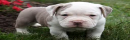 Olde English Bulldogge dogs for sale: Oakley - Ad 4