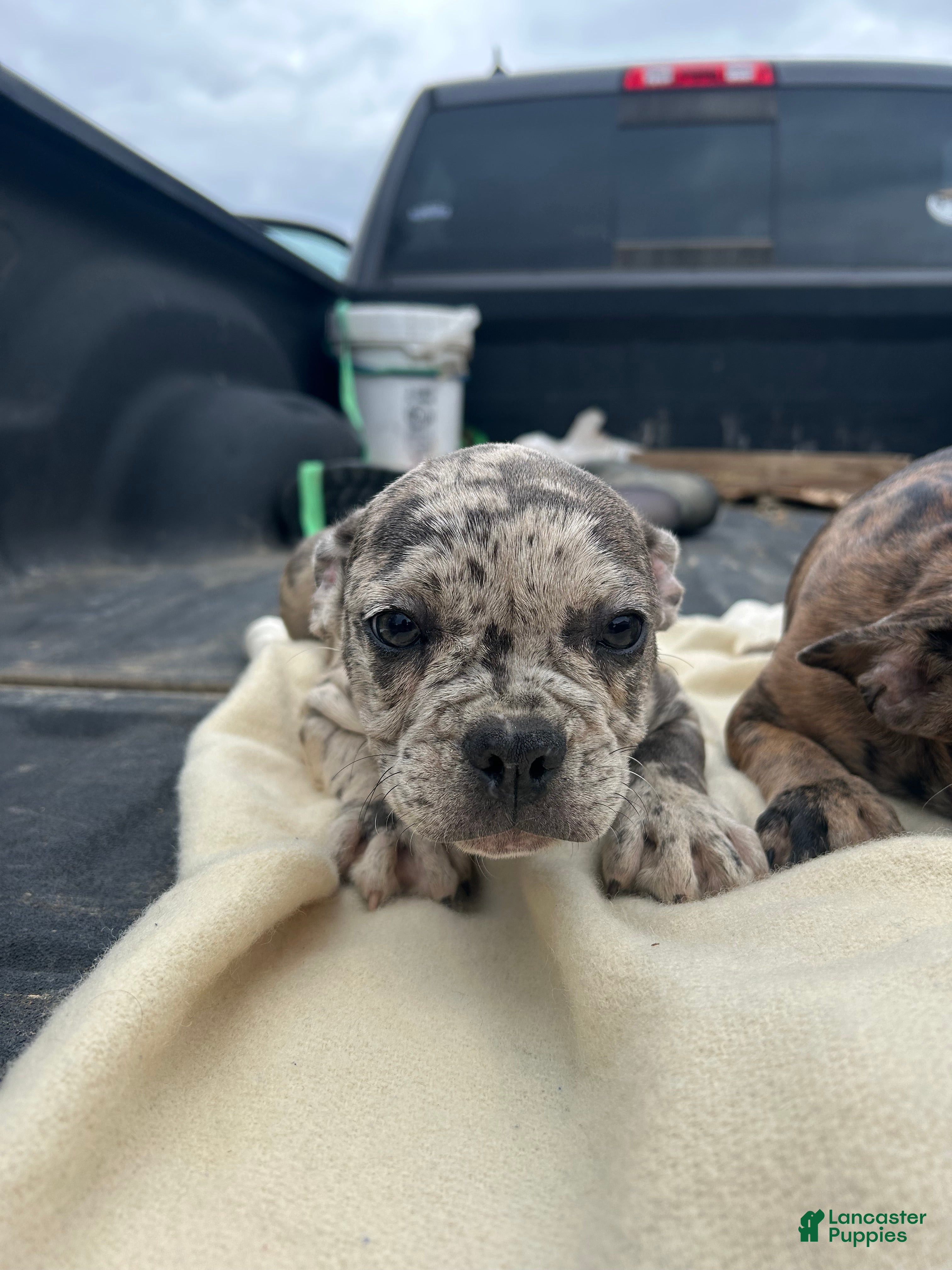 Mixed Breed dogs for sale: Blue  - Ad 40