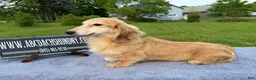 Miniature Dachshund dogs for sale: Cream - Ad 19