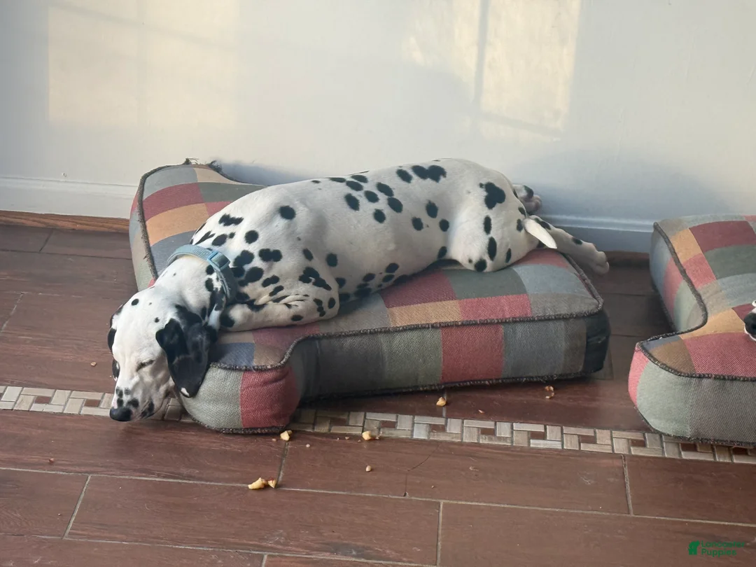 Dalmatian dogs for sale: Dalmatian Puppy 1 - Ad 3