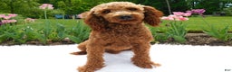 Cavapoo dogs for sale: Pip - Ad 4