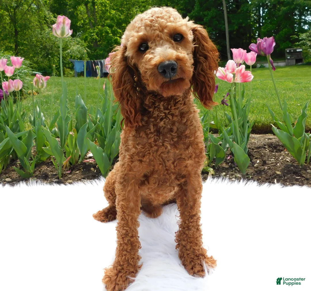 Cavapoo dogs for sale: Pip - Ad 6