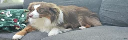 Miniature Australian Shepherd dogs for sale: Bread - Ad 4