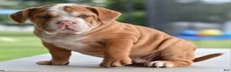 Mixed Breed dogs for sale: Hercules Bulldog hybrid  - Ad 25