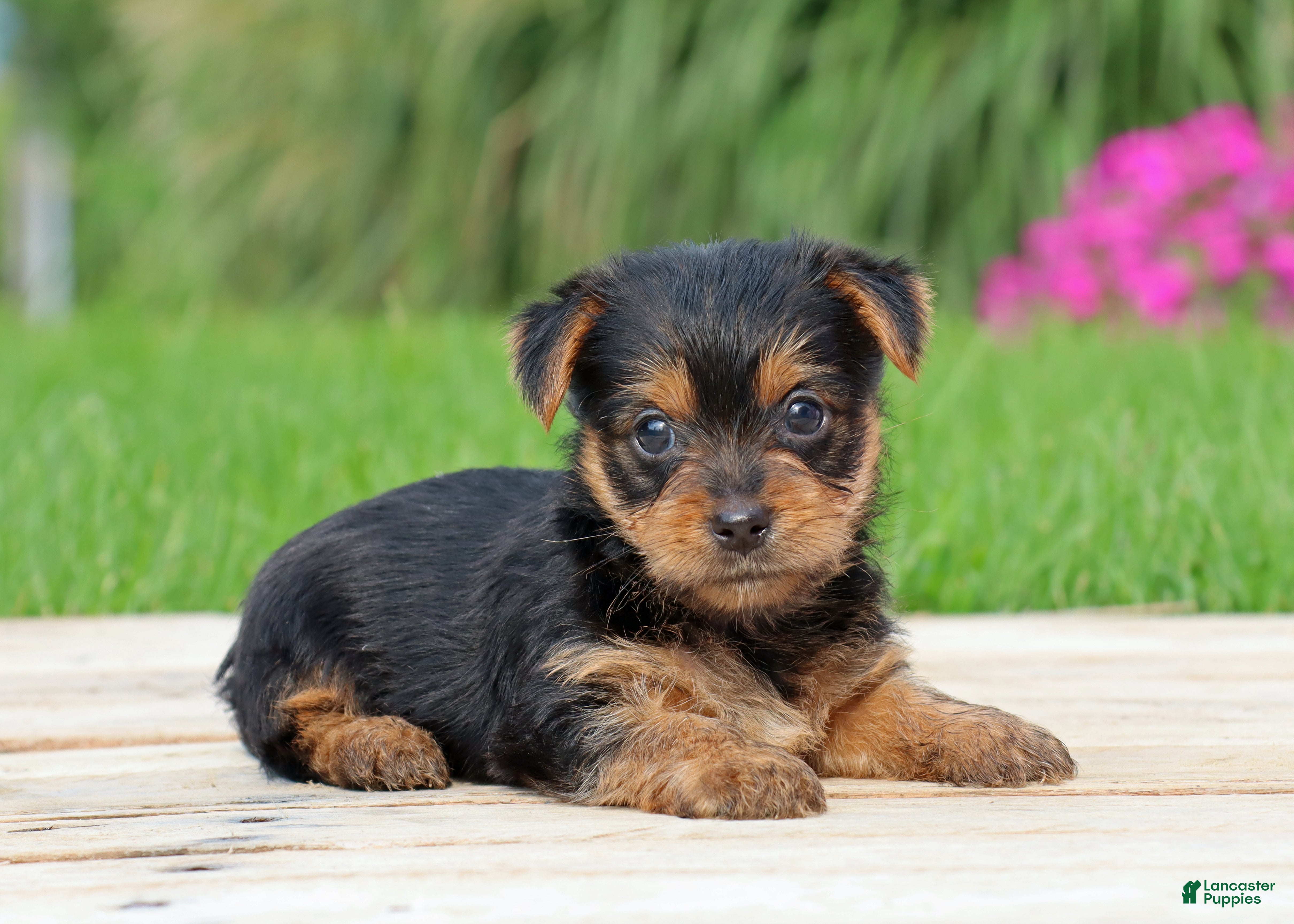 Yorkshire Terrier dogs Tia - Ad 2
