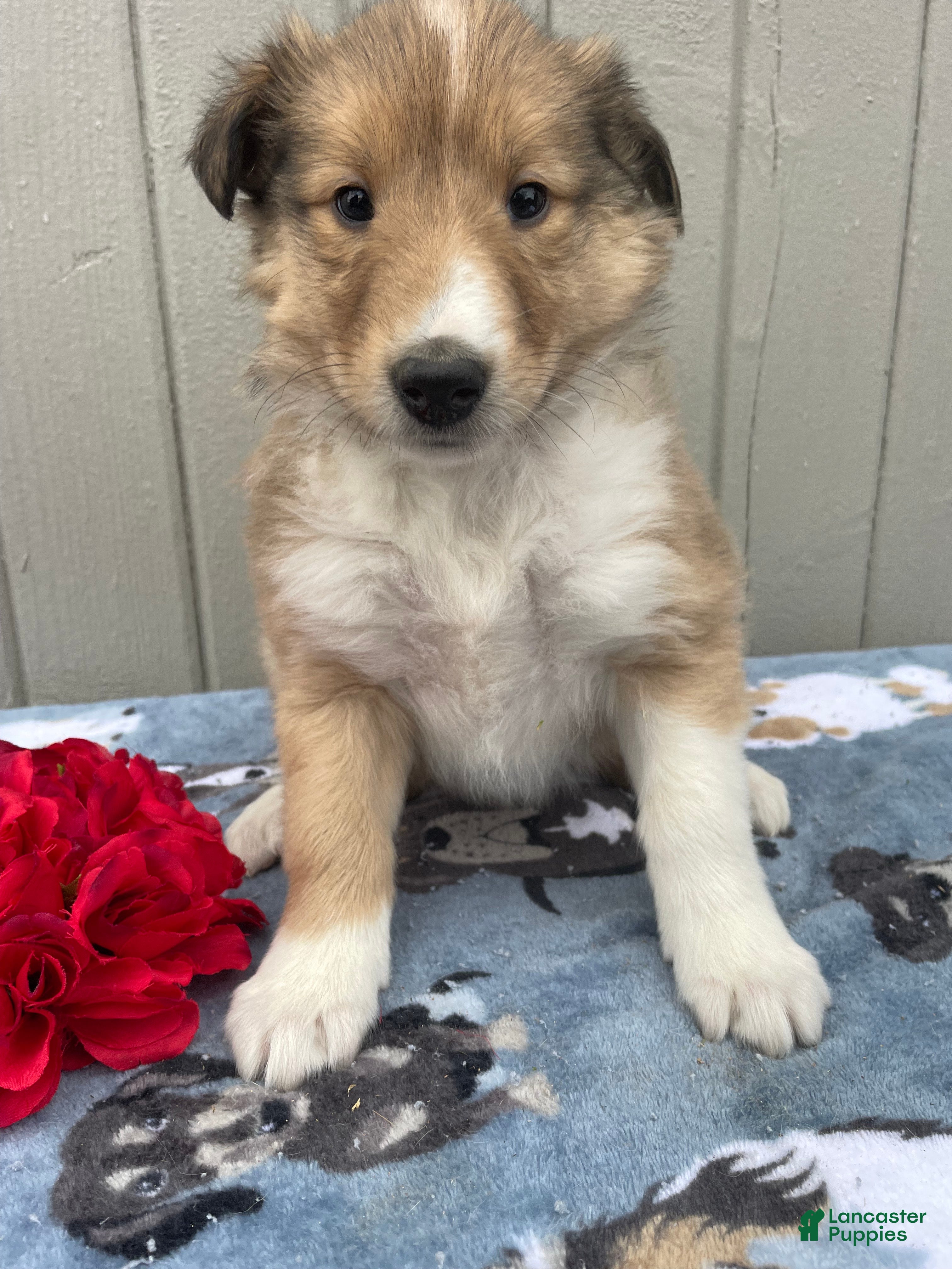 Collie dogs Chloe - Ad 20