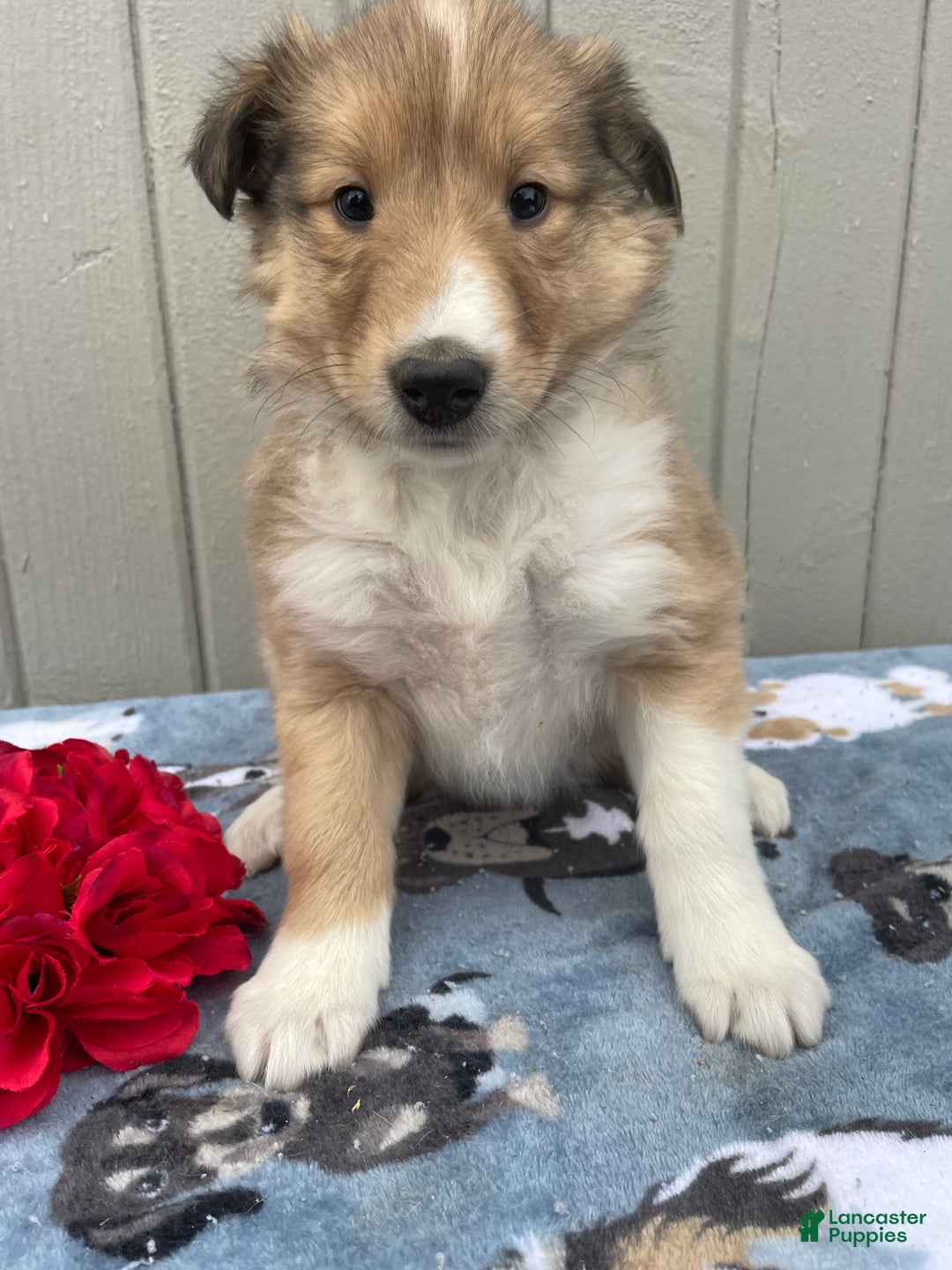 Collie dogs for sale: Chloe - Ad 1