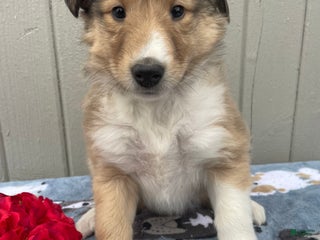 Collie dogs Chloe - Ad 20