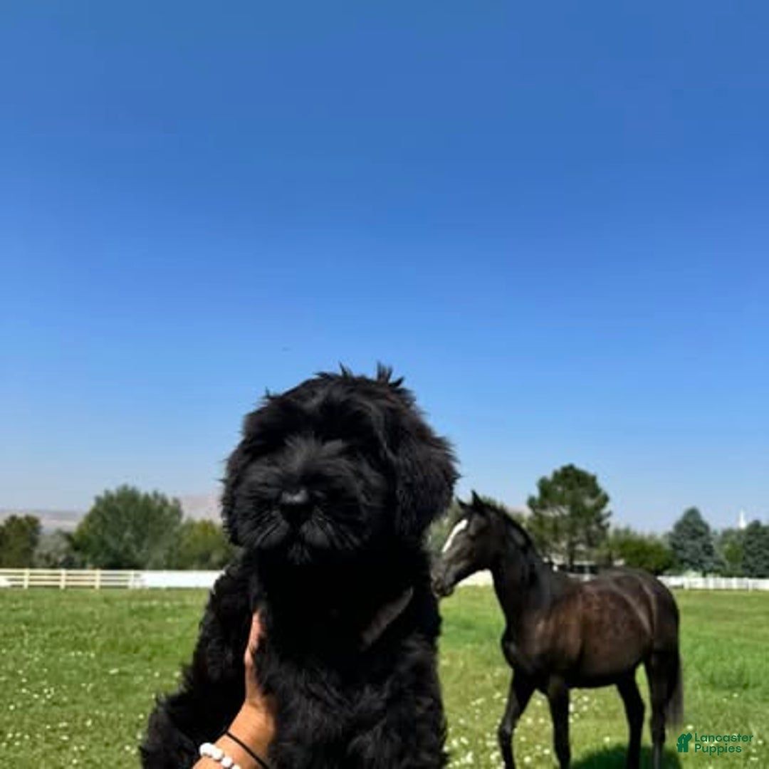 Giant Schnauzer dogs for sale: MARLA Female Giant  - Ad 2