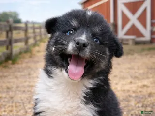 Pomsky dogs Benji (Green Collar) - Ad 15