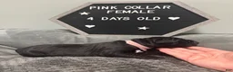 Cane Corso dogs for sale: Vixen - Ad 5