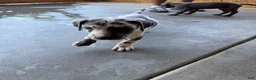 Great Dane dogs for sale: Manchas - Ad 1