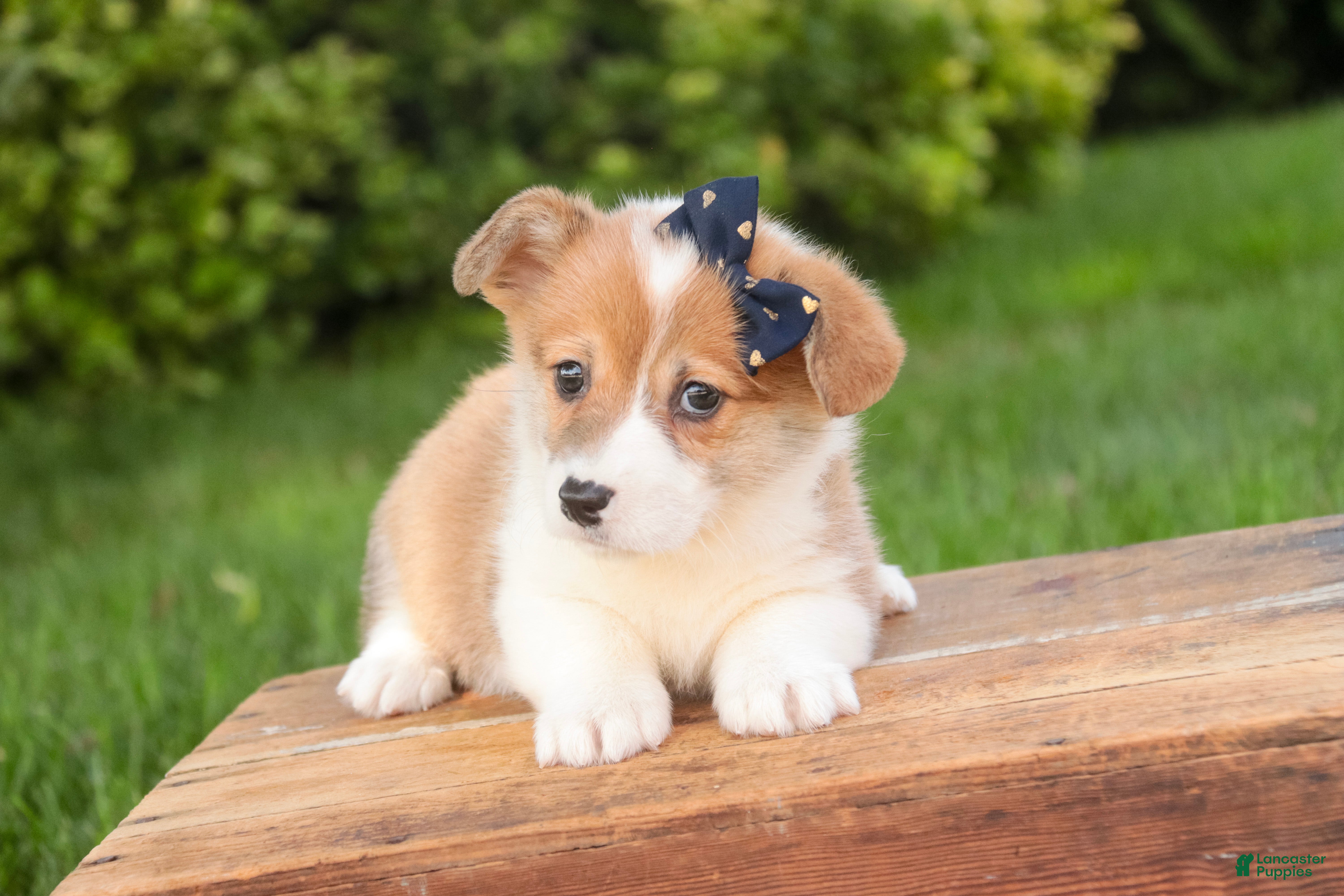 Welsh Corgi Pembroke dogs Mila Welsh Corgi Pembroke  - Ad 2