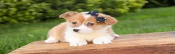 Welsh Corgi Pembroke dogs for sale: Mila Welsh Corgi Pembroke  - Ad 3