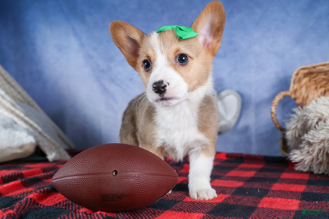 Welsh Corgi Pembroke dogs for sale: Mario - Ad 9