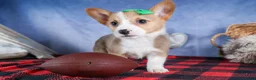 Welsh Corgi Pembroke dogs for sale: Mario - Ad 17