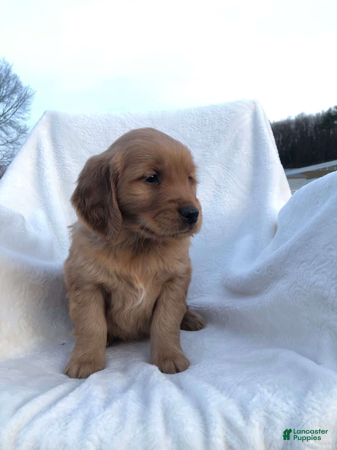 Golden Retriever dogs for sale: Rusty - Ad 2