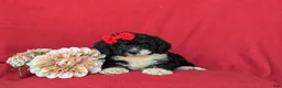 Mini Bernedoodle dogs for sale: Genevieve Hypoallergenic - Ad 5
