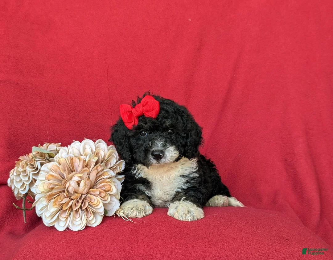 Mini Bernedoodle dogs for sale: Genevieve Hypoallergenic - Ad 5