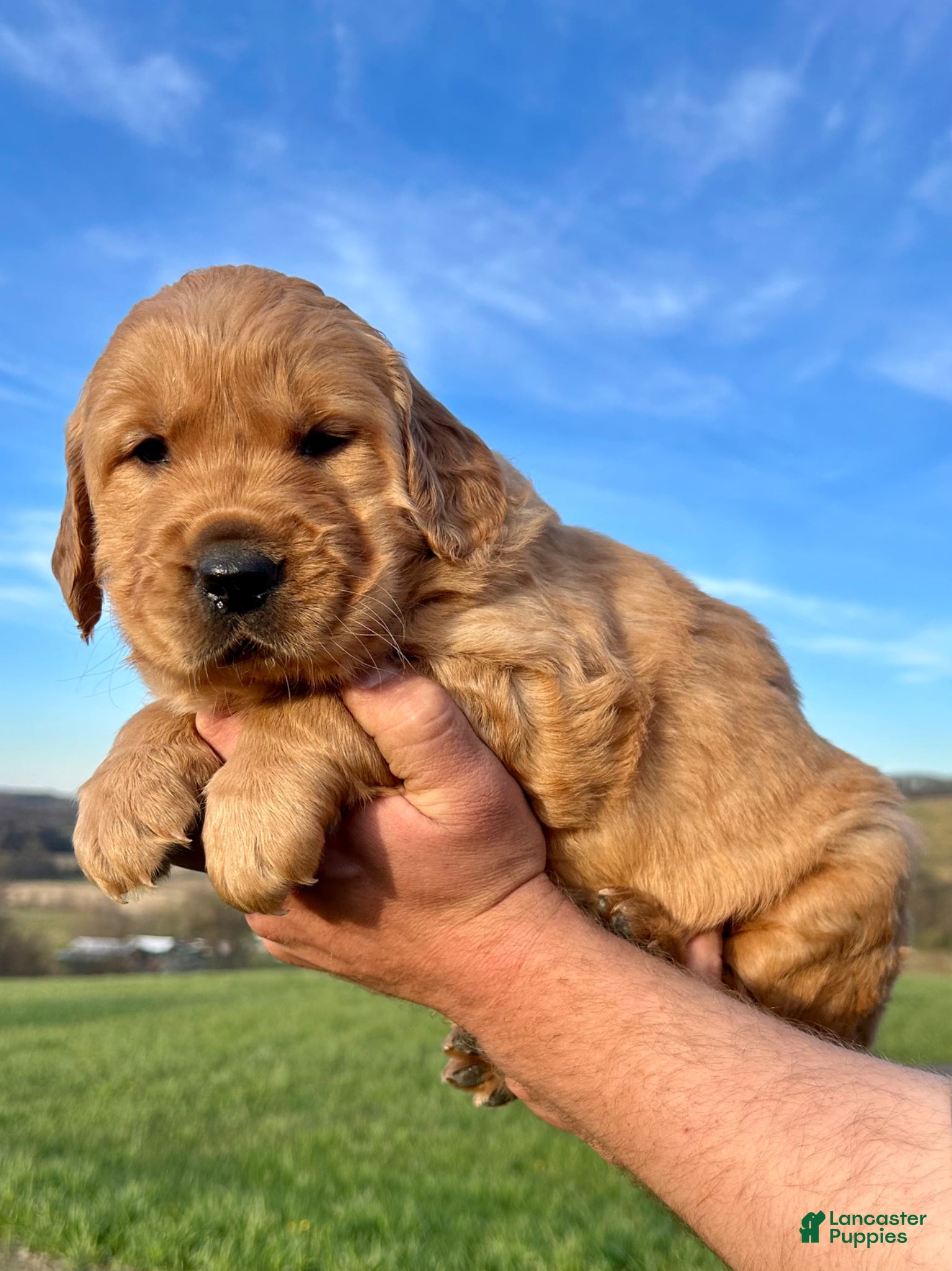 Golden Retriever dogs Honey - Ad 1