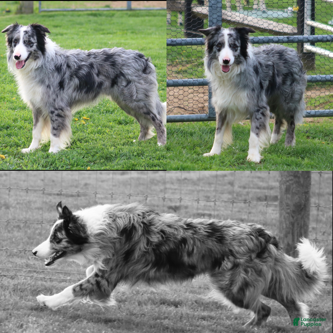 Border Collie dogs for sale: Border Collie Puppy 1 - Ad 7