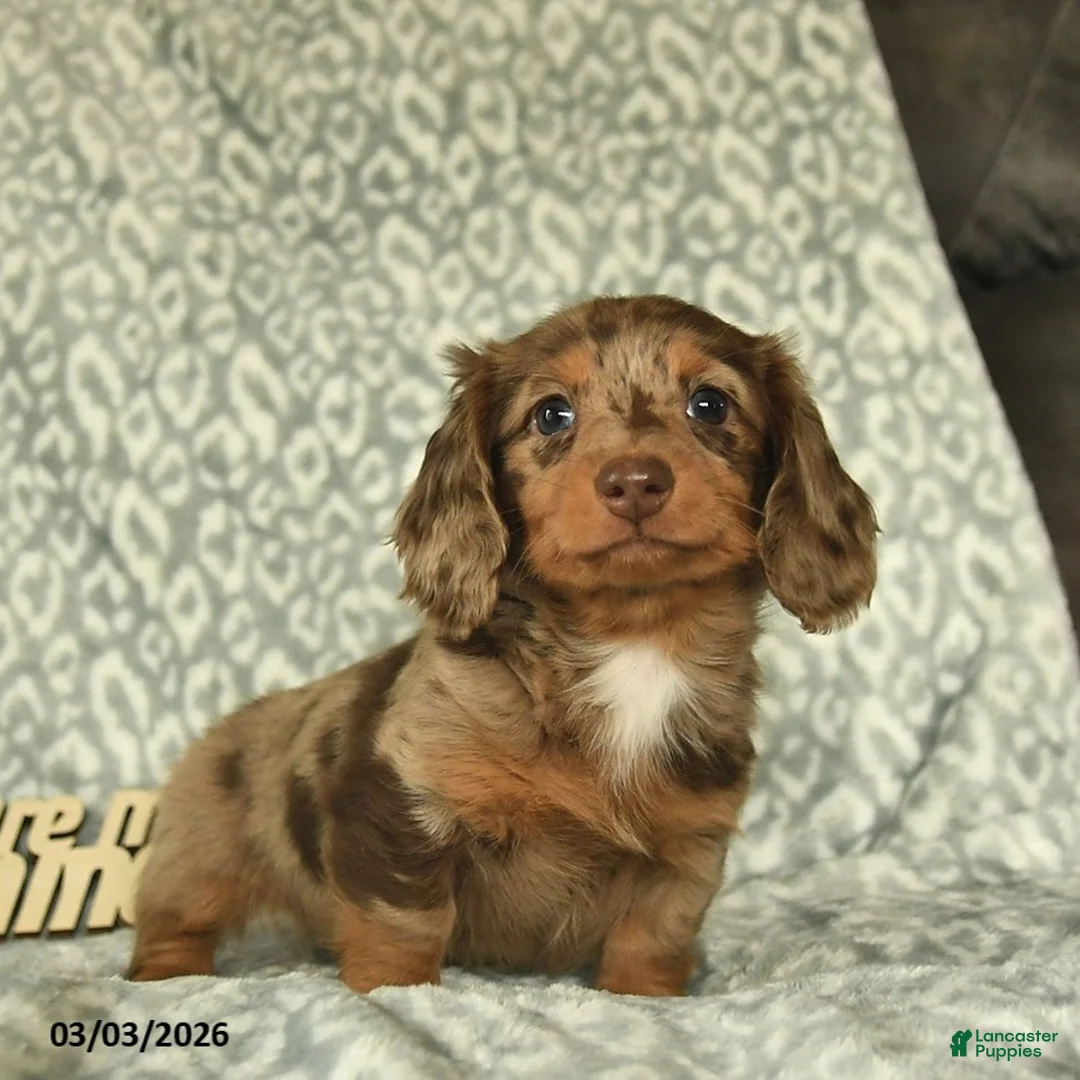 Miniature Dachshund dogs for sale: Jordan  - Ad 1