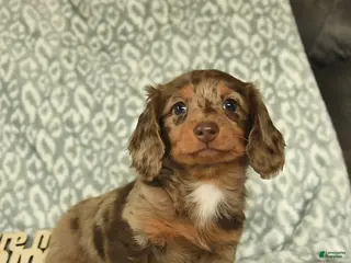 Miniature Dachshund dogs for sale: Jordan - Ad 3