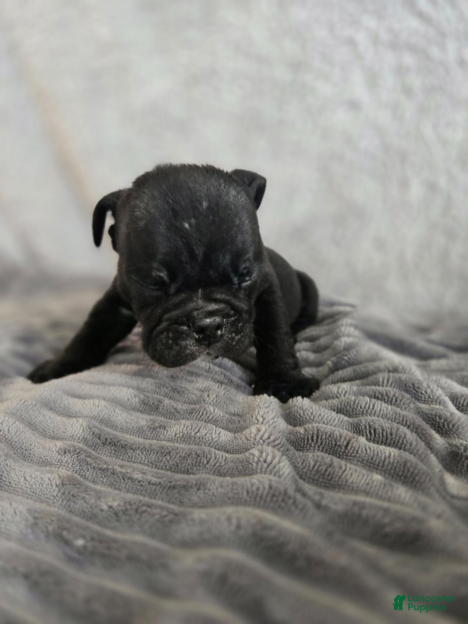 English Bulldog dogs Fred - Ad 1