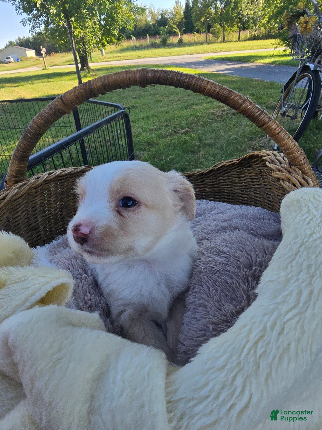 Miniature Australian Shepherd dogs for sale: Miniature Australian Shepherd 2 - Ad 5