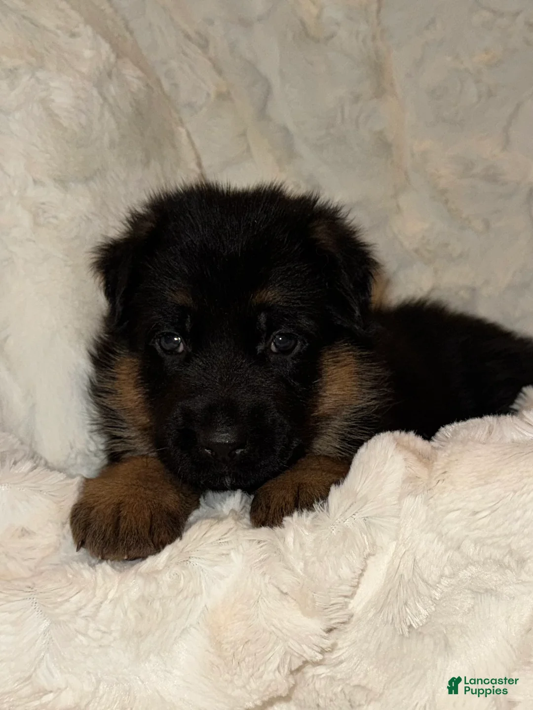 German Shepherd dogs for sale: German Shepherd Puppy 2 - Ad 7