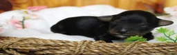 Yorkiepoo dogs for sale: Tramp  - Ad 4