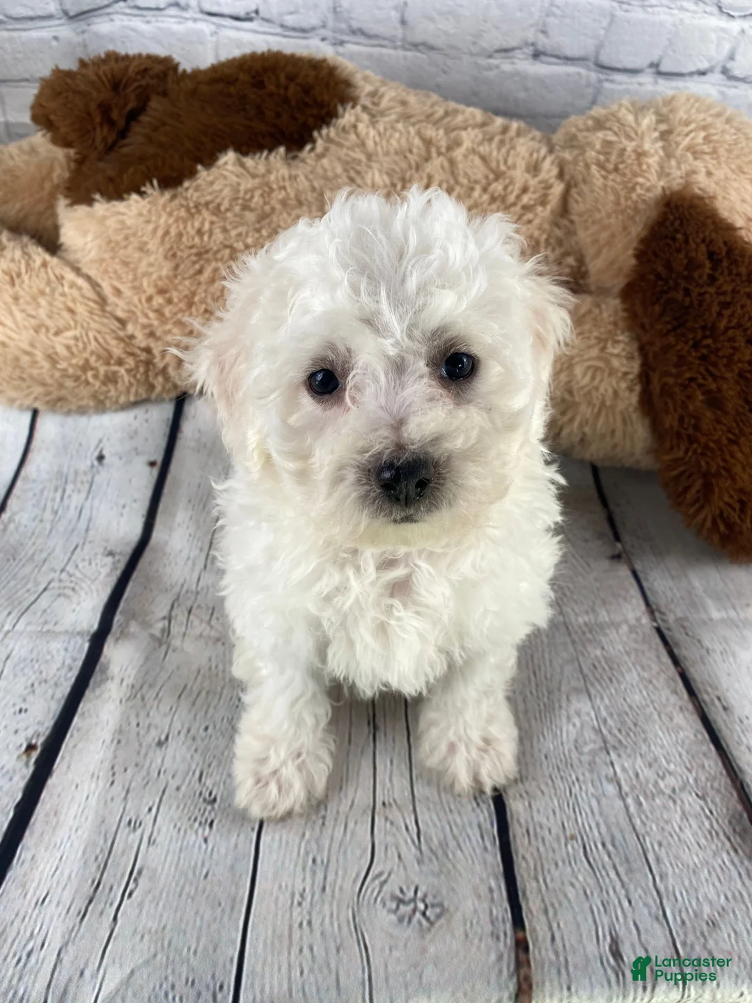 Bichon Frise dogs for sale: Rosie - Ad 8