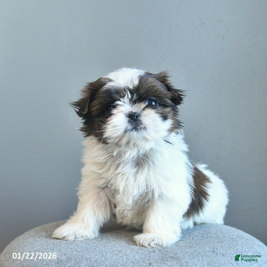 Shih Tzu dogs Sweet Pea  - Ad 3