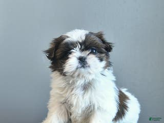 Shih Tzu dogs Sweet Pea - Ad 3