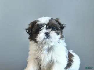 Shih Tzu dogs Sweet Pea - Ad 38