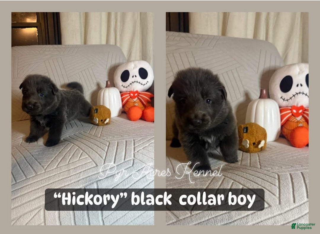 German Shepherd dogs for sale: Hickory - Ad 2