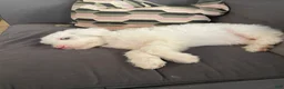 Sheepadoodle dogs for sale: Daenerys - Ad 6