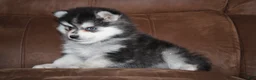 Pomsky dogs for sale: Zane READY NOW - Ad 5
